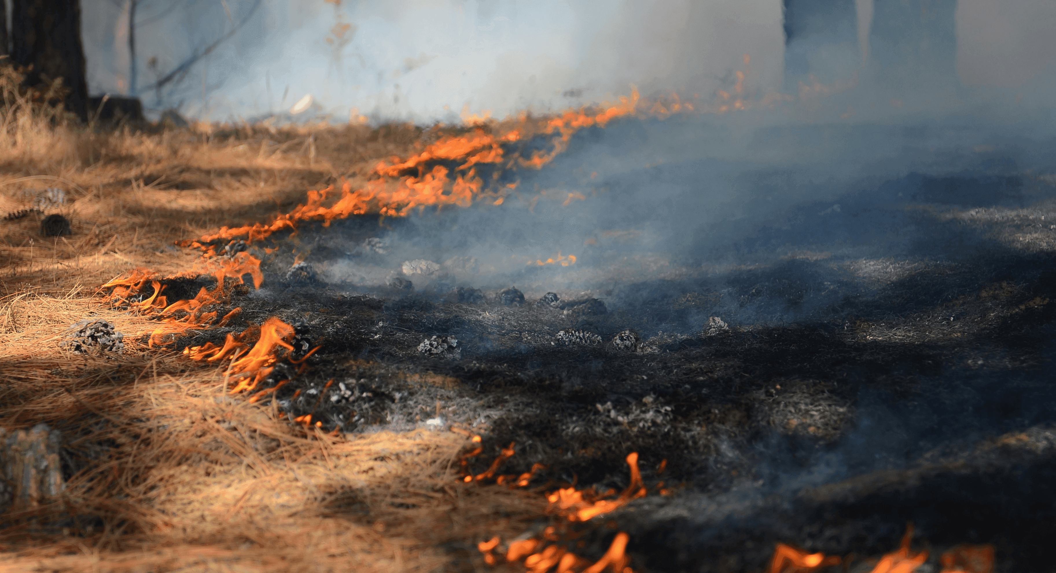 Header nieuwsbericht bosbrand (2).png